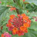 Lantana camara de Bali fleur